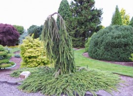 picea abies – cobra 01